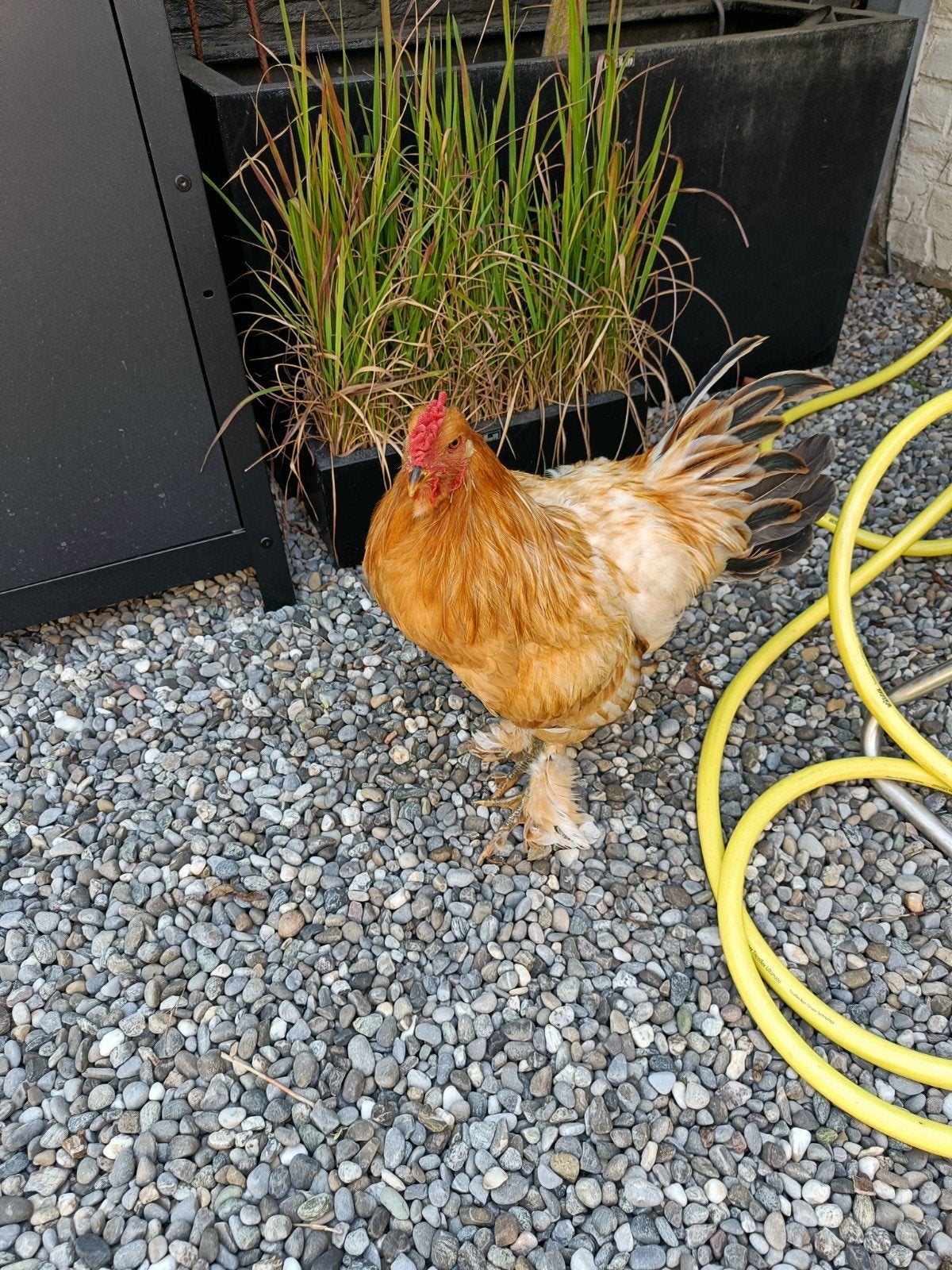 haan sabelpoot 5 maanden gratis, Dieren en Toebehoren