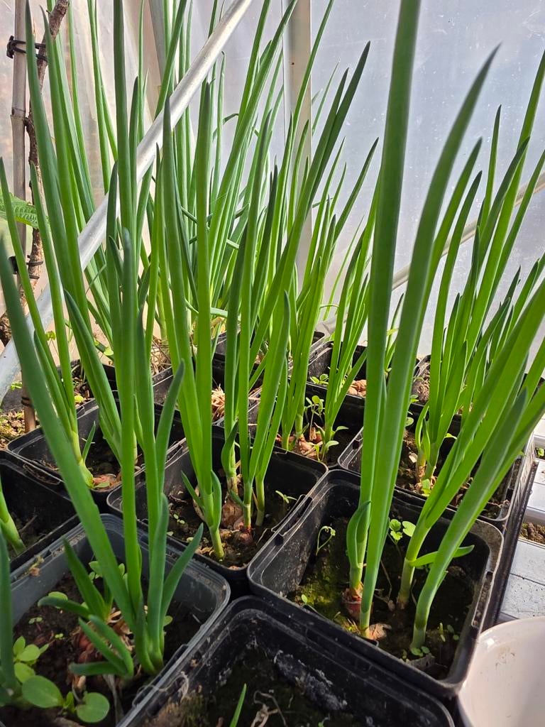 Egyptische ui - Allium cepa var. 'Viviparum', Jardin & Terrasse, Plantes | Jardin, Enlèvement, Été, Plante fixe, Plantes potagères