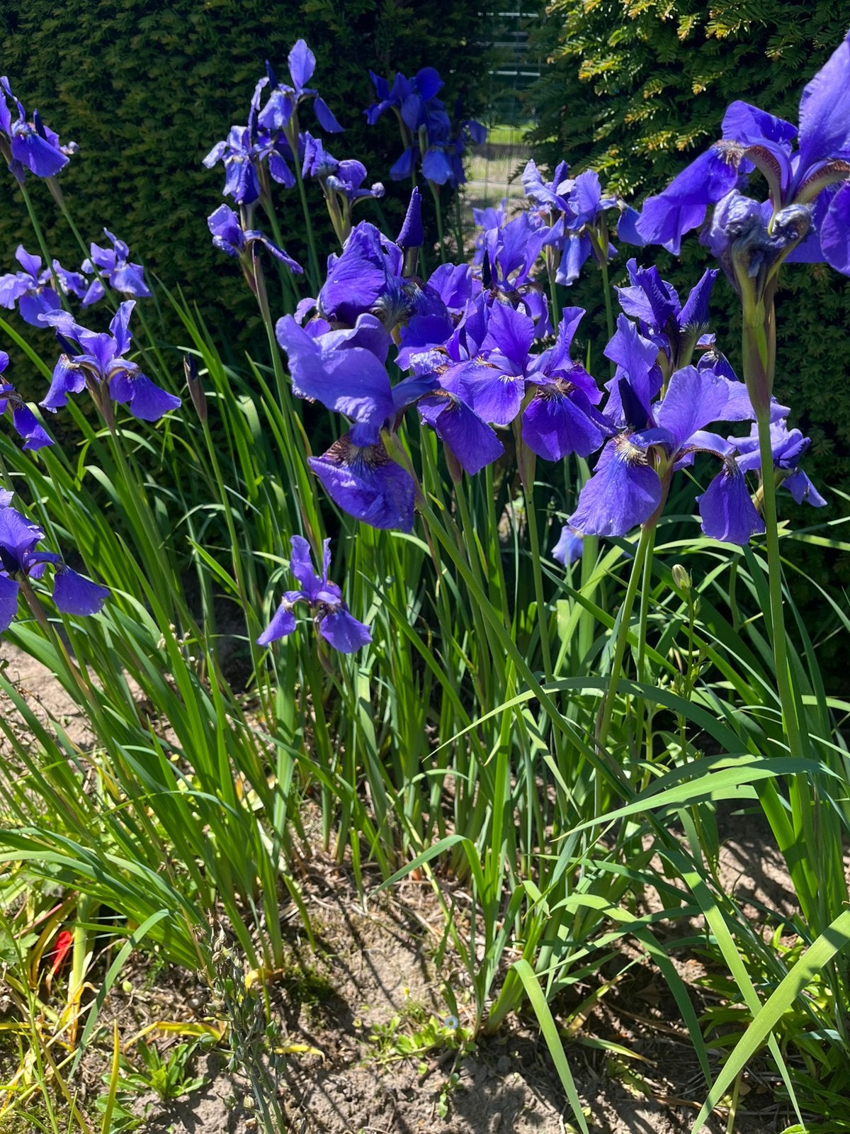 Iris, Vaste plant, Halfschaduw, Lente, Ophalen