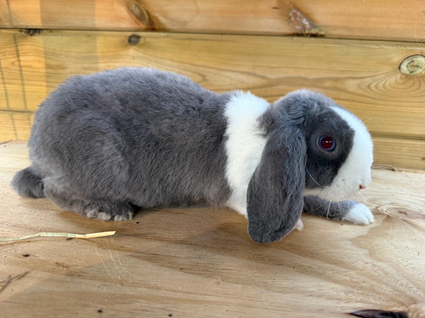 Rex widder ram, Dieren en Toebehoren, Konijnen, Mannelijk, Dwerg, Hangoor, 0 tot 2 jaar
