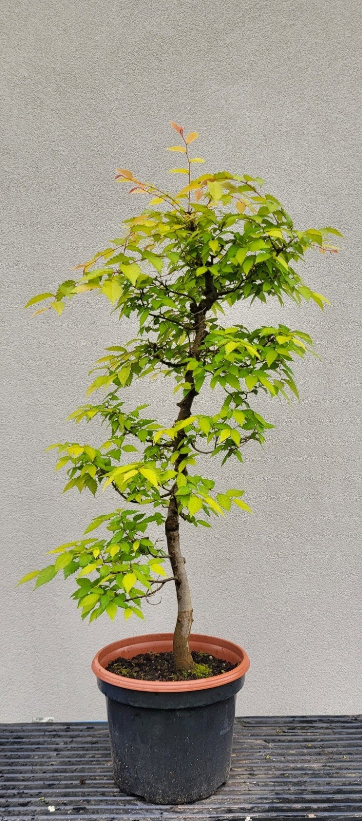 zelkova serrata bonsai, Tuin en Terras, Ophalen