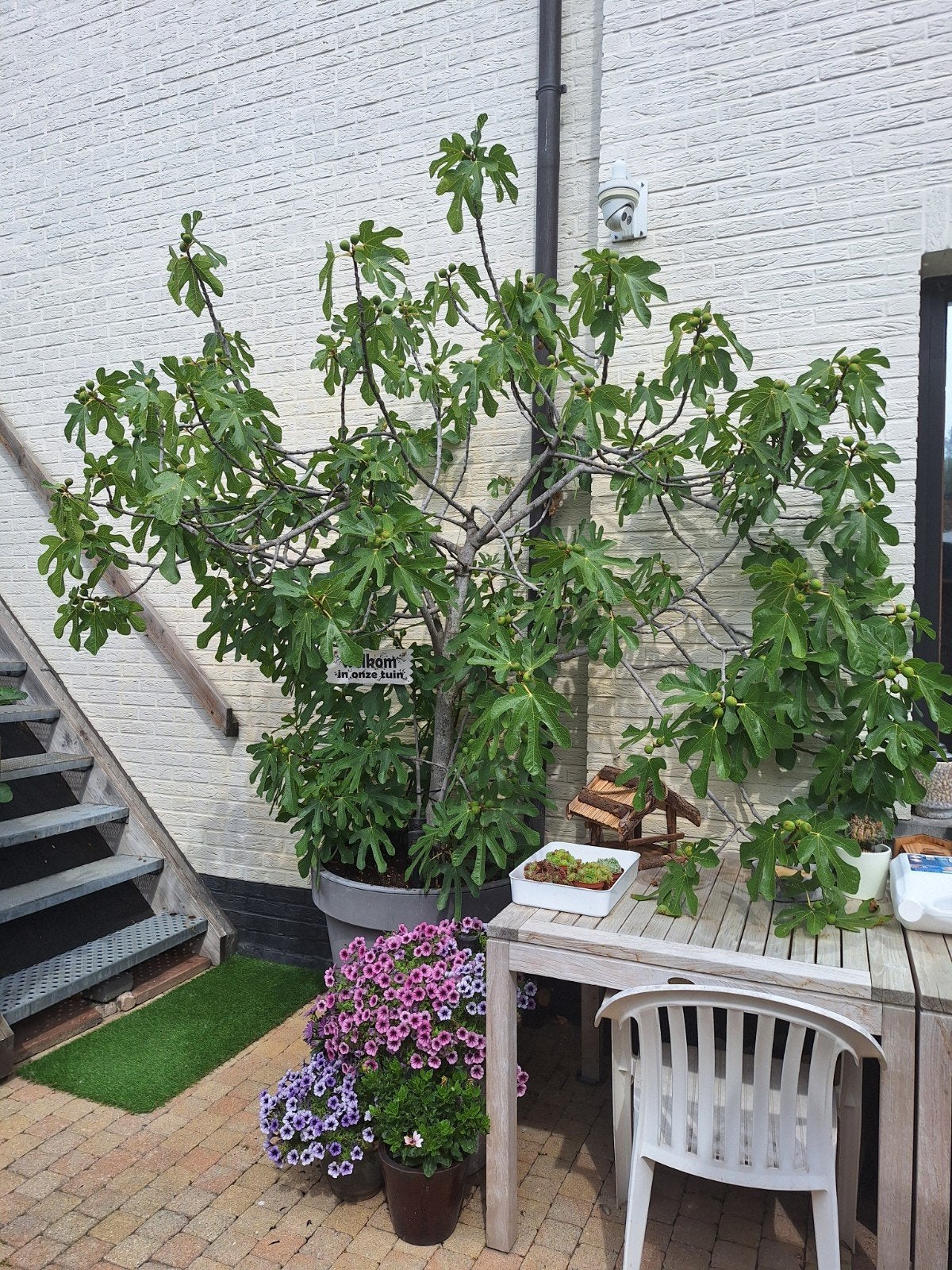 vijgenboom, Tuin en Terras, Ophalen