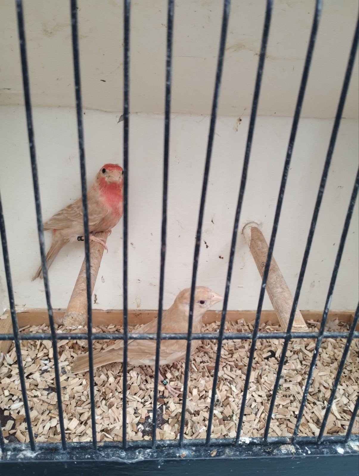 kweekkoppel pheo roodmussen zie foto's, Dieren en Toebehoren, Tropenvogel, Geringd