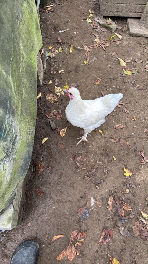 Koppel zijdehoenders, koppel kruisingen gratis, Poule ou poulet