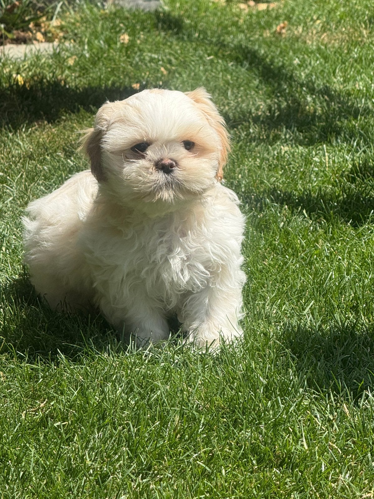 Lhasa apso pups, Parvo, België, Overige rassen, 8 tot 15 weken
