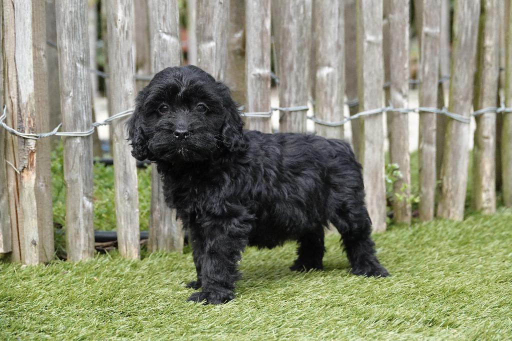 Beaux chiots Cockapoo noirs, Autres races, Plusieurs, Hépatite contagieuse (maladie de Rubarth), Belgique