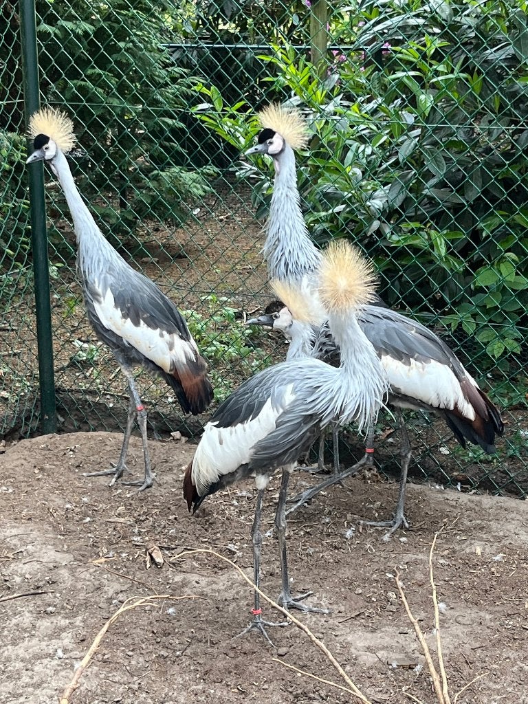gezocht  hen grijze kroonkraanvogel kroonkraanvogels, Dieren en Toebehoren, Vrouwelijk, Overige soorten