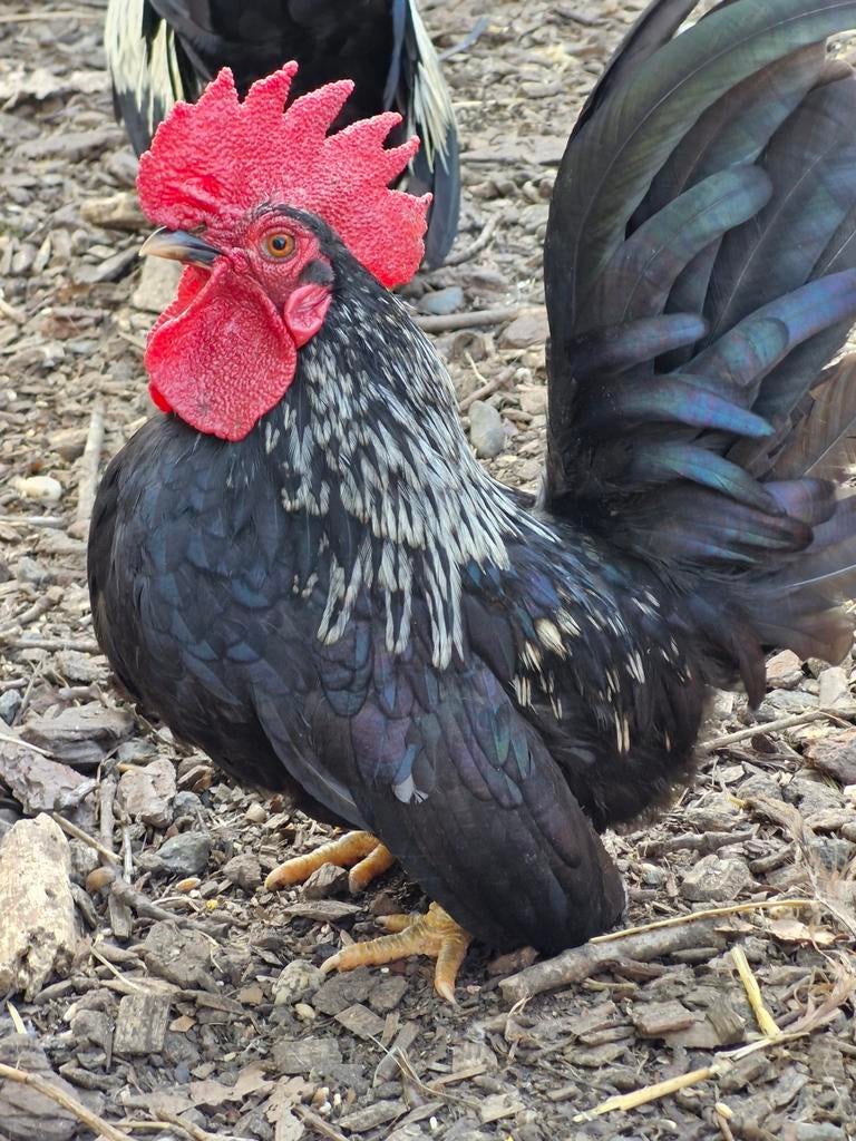 Chabo haantje, Dieren en Toebehoren, Pluimvee