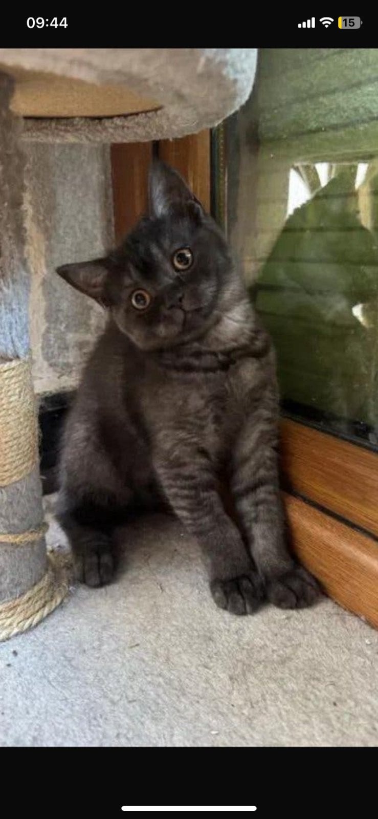 2 schattige britse kortharigen kittens, Dieren en Toebehoren, Meerdere dieren, Gechipt, 0 tot 2 jaar