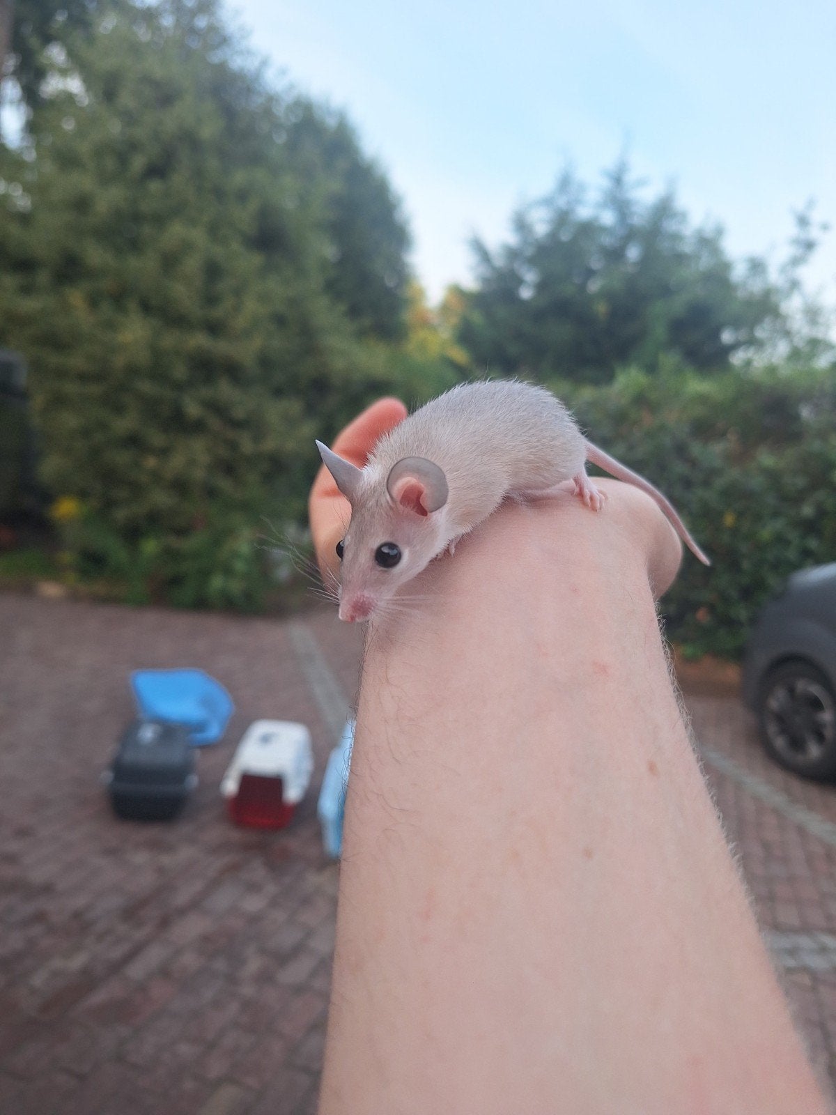 Jonge sinai stekelmuisjes, handtam., Dieren en Toebehoren, Knaagdieren, Mei