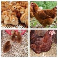 dag kuikens beste traditionele leggers uitkomst 27 oktober, Vrouwelijk, Kip