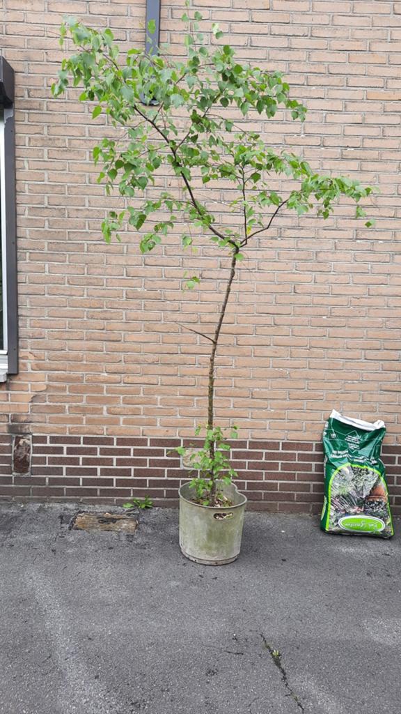 Berkenboom 2 meter hoog, Tuin en Terras, Ophalen