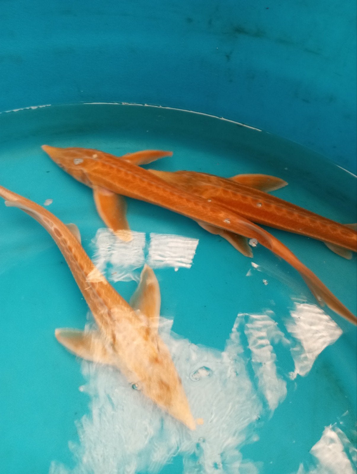 sterlet albino manderijn steurs 35 40 cm