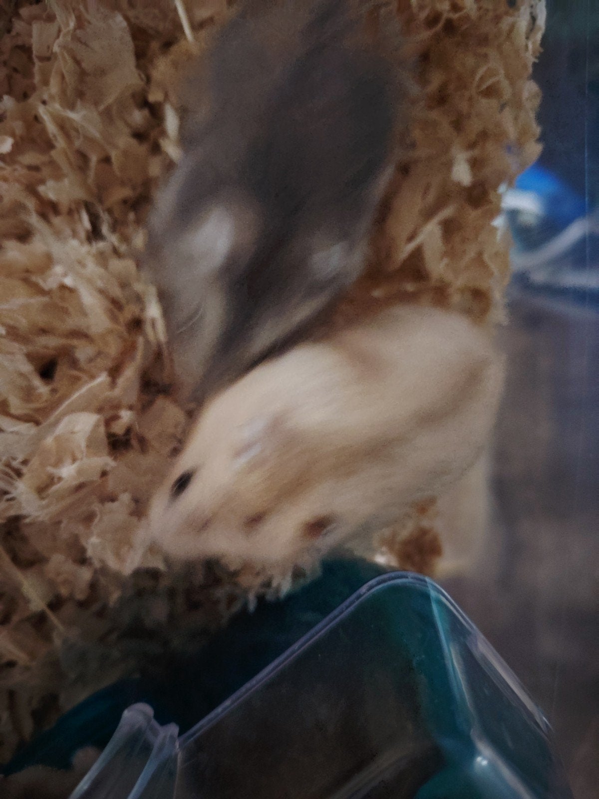 Russische hamsters, Dieren en Toebehoren, April, Mannelijk