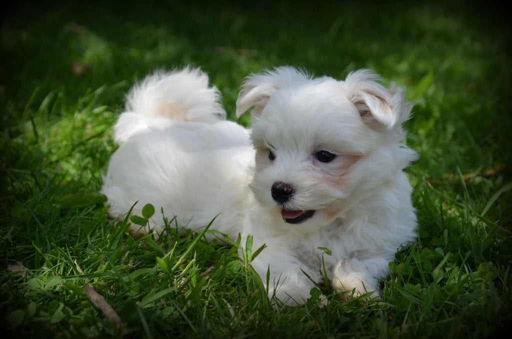 Chiots maltais, Animaux & Accessoires, Bichon maltais, Plusieurs, Hépatite contagieuse (maladie de Rubarth), Belgique