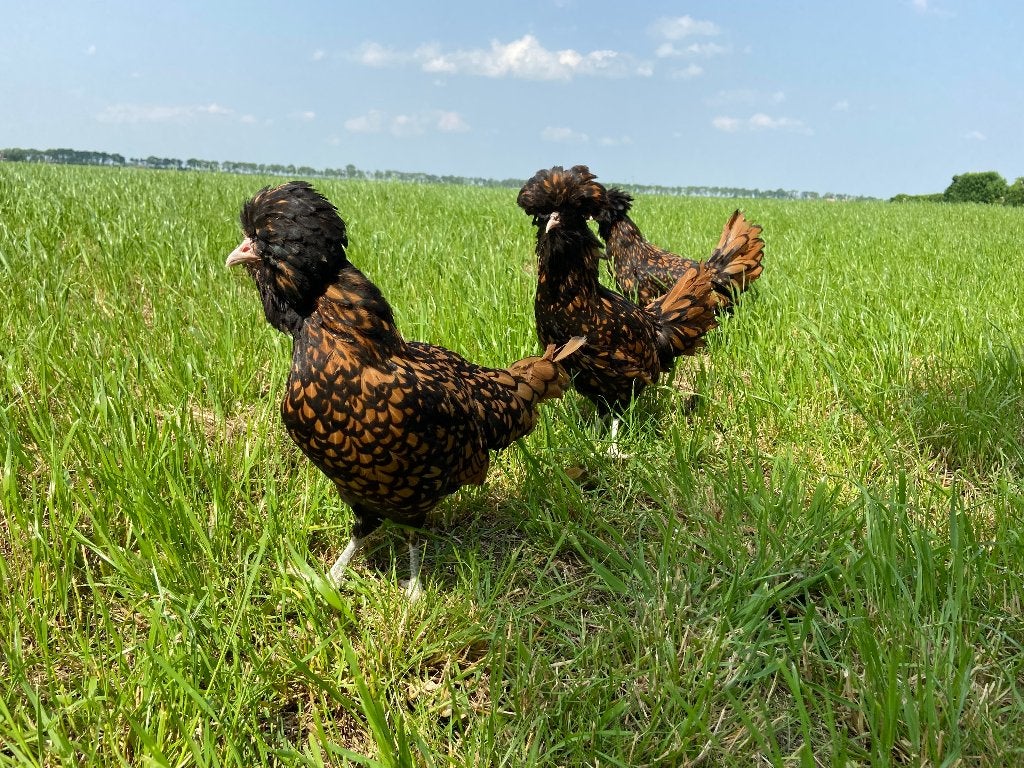Jonge tamme Padua kriel kippen gesekst en ingeënt, Femelle, Poule ou poulet