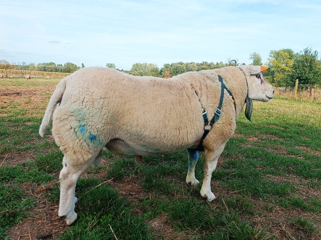 dekram ,ram, Mâle, Mouton, 3 à 5 ans