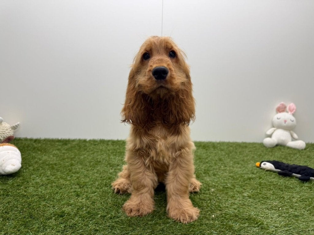 Engelse Cocker Spaniel pups, Dieren en Toebehoren, België, 8 tot 15 weken, CDV (hondenziekte), Meerdere