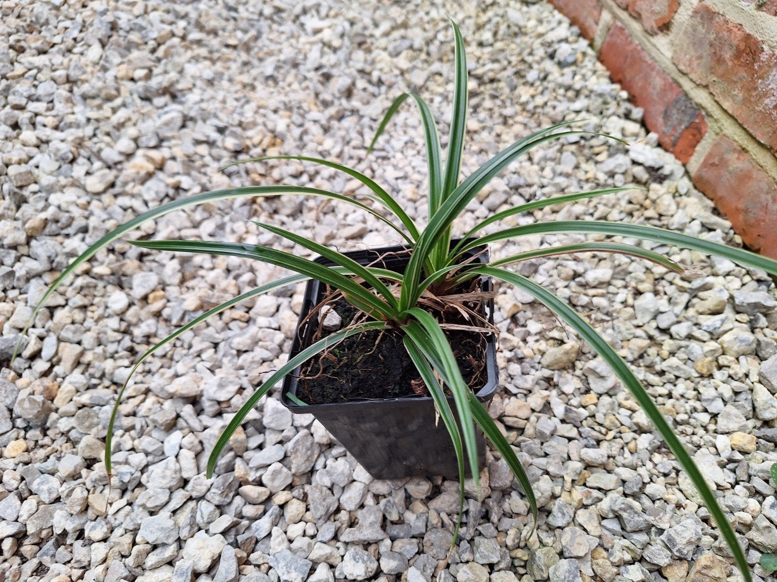 Graminées ornementales Carex Morrowii, carex japonais
Espèce, Enlèvement, Graminées ornementales