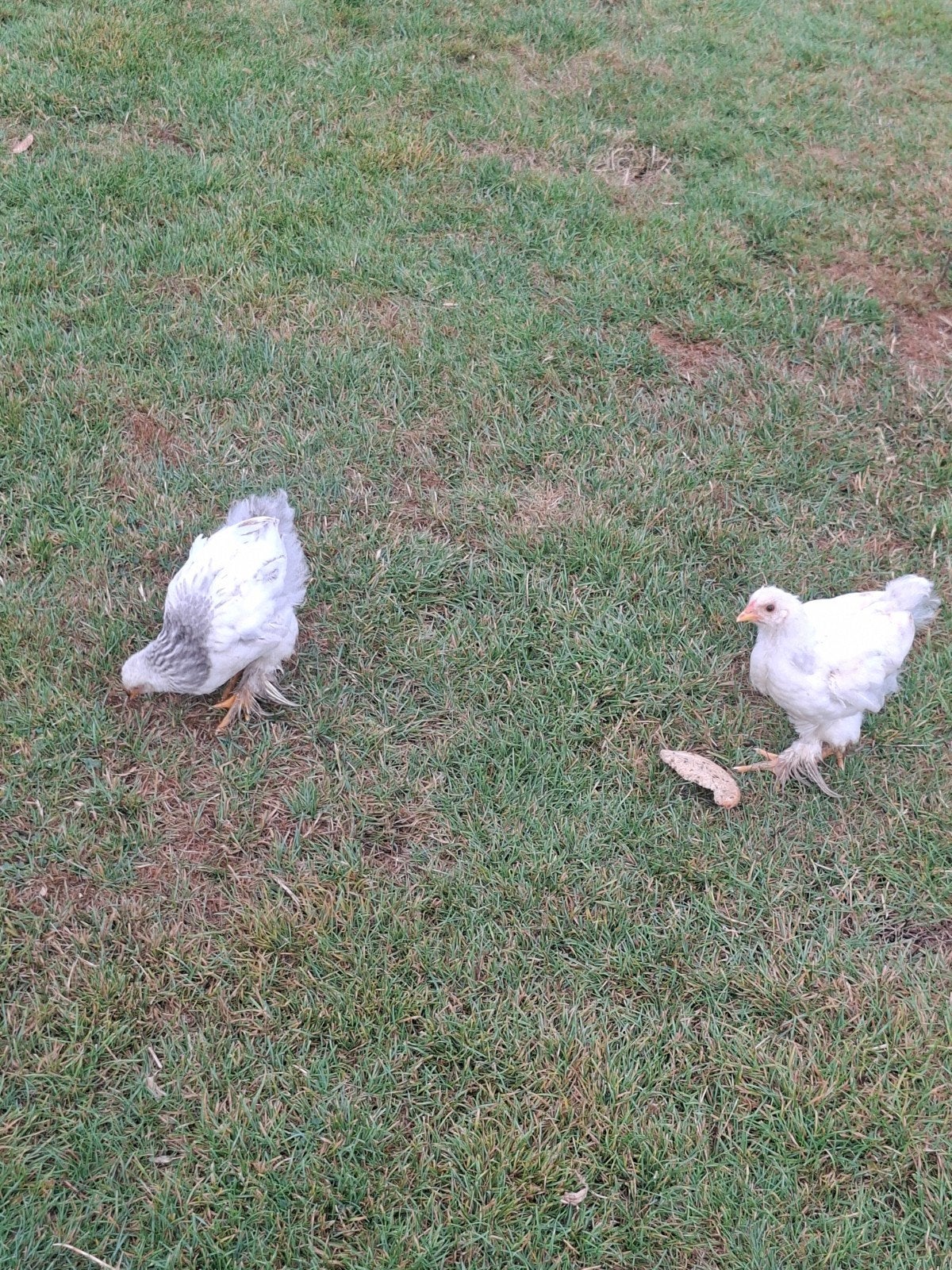 Brahma kuikens 2stuks, Sexe inconnu, Poule ou poulet