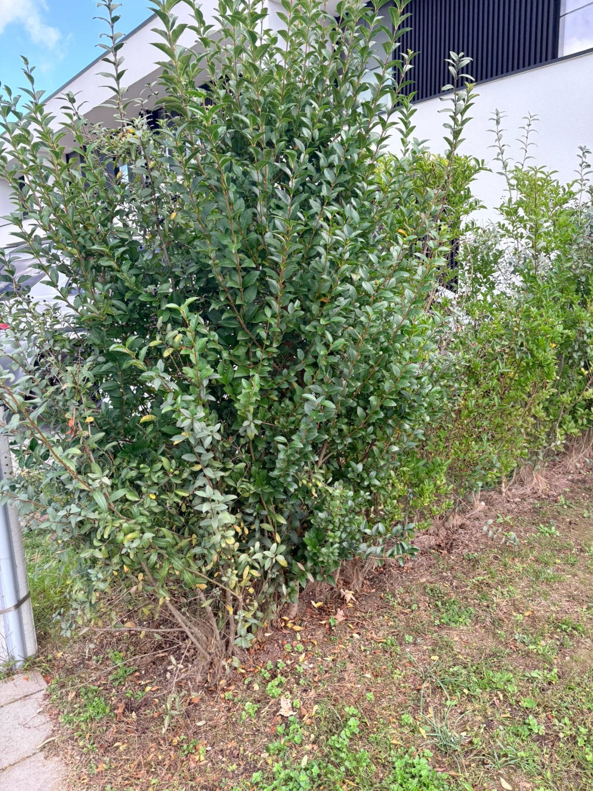Liguster struiken gratis, Jardin & Terrasse, Enlèvement, Troène, Haie