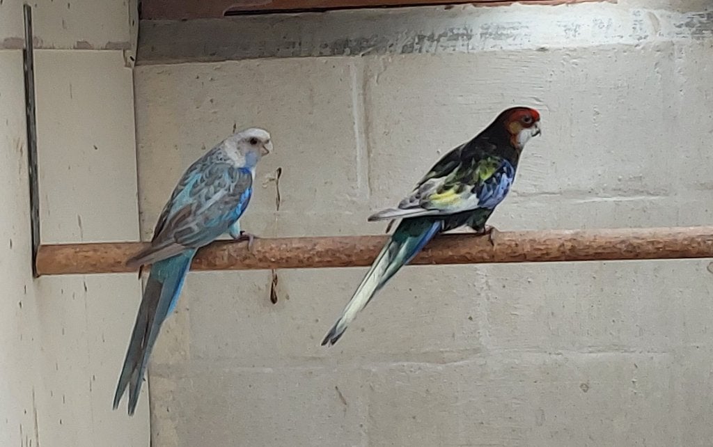 KwKoppels rosellas, Dieren en Toebehoren, Vogels | Parkieten en Papegaaien, Parkiet, Geringd