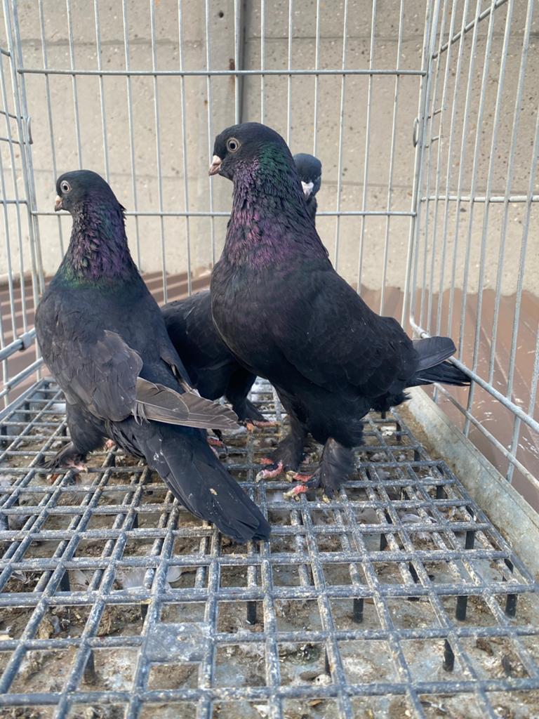 Takla musul gaga arap, Dieren en Toebehoren, Vogels | Duiven