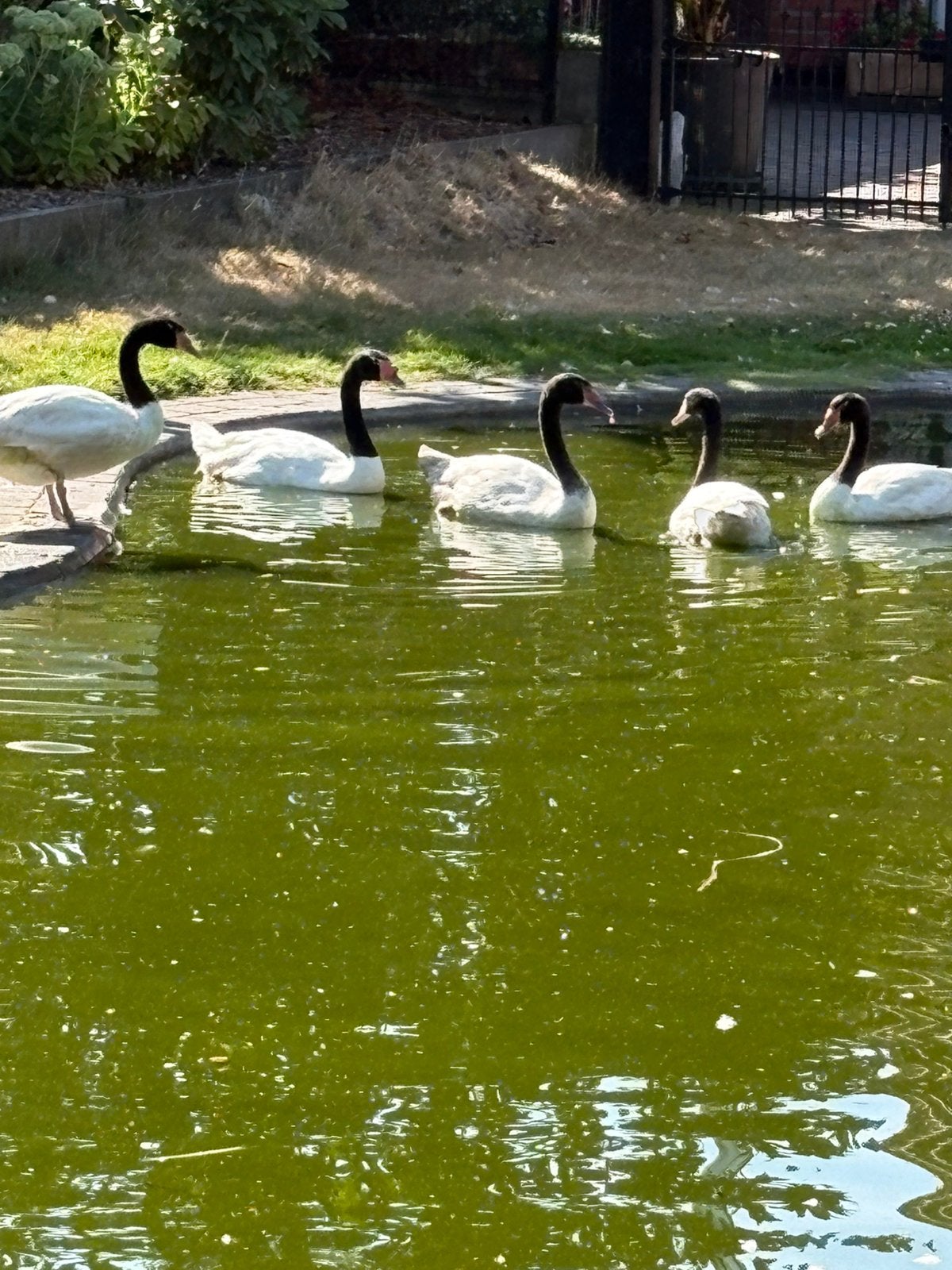 Zwatrhals zwanen, Dieren en Toebehoren, Geslacht onbekend, Gans of Zwaan