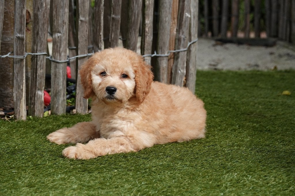 Prachtige Medium Labradoodle pups; Abrikoos & abrikoos/rood, België, Overige rassen, CDV (hondenziekte), 8 tot 15 weken