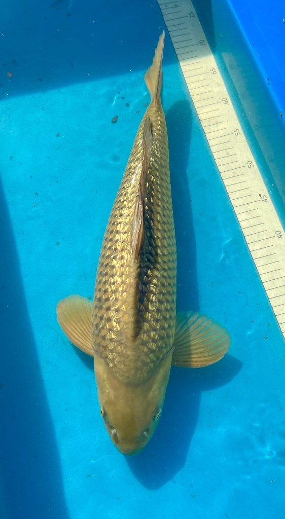 Nisai Chagoi en Soragoi van Marusei, Karper of Koi