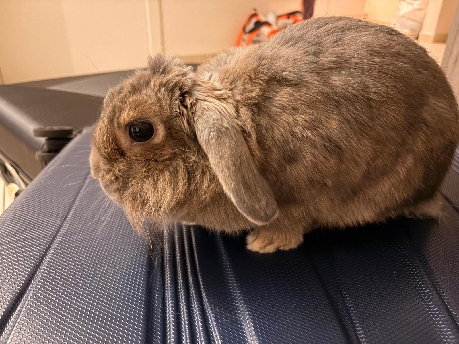 lapin a donner, Vrouwelijk, 3 tot 5 jaar