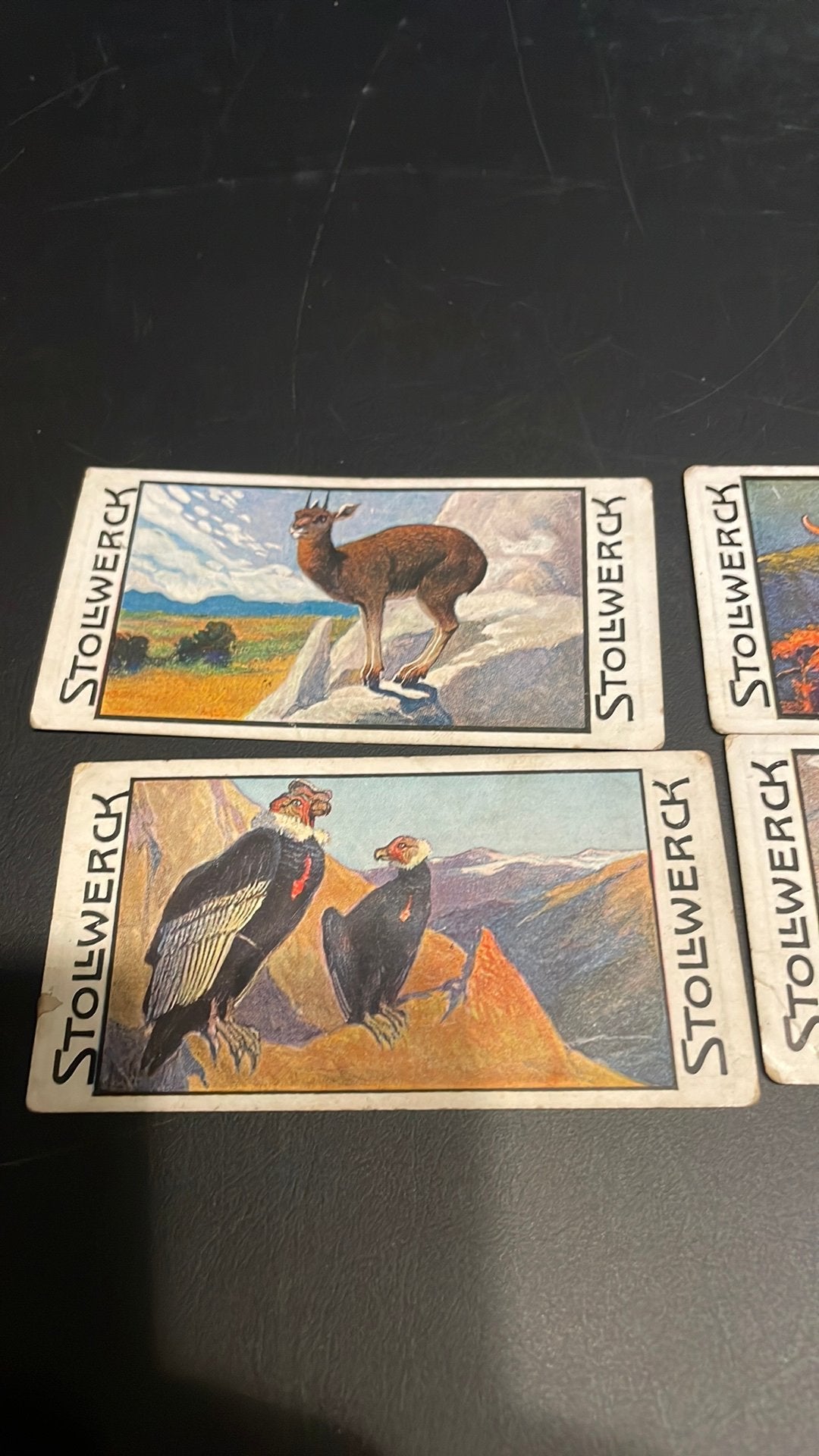 Stollwerck chromo groep 5(x3a), Verzamelen, Gebruikt, Ophalen of Verzenden, 1940 tot 1960, Dier