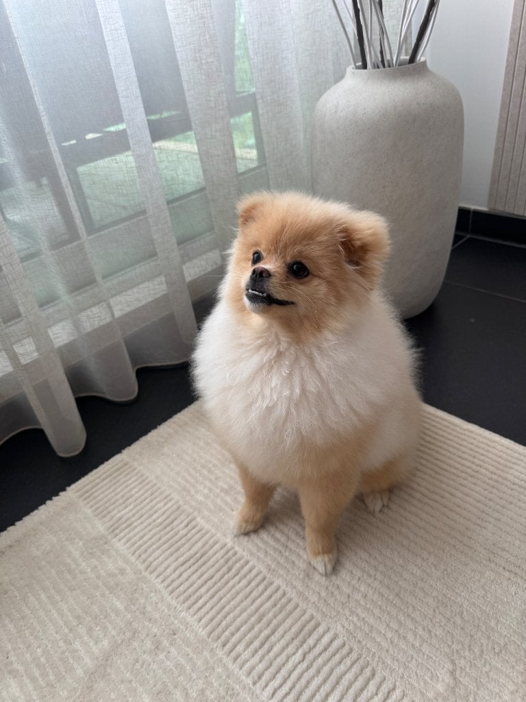 Pomeranian, Dieren en Toebehoren, 15 weken tot 1 jaar, Overige rassen, Teef, Rabiës