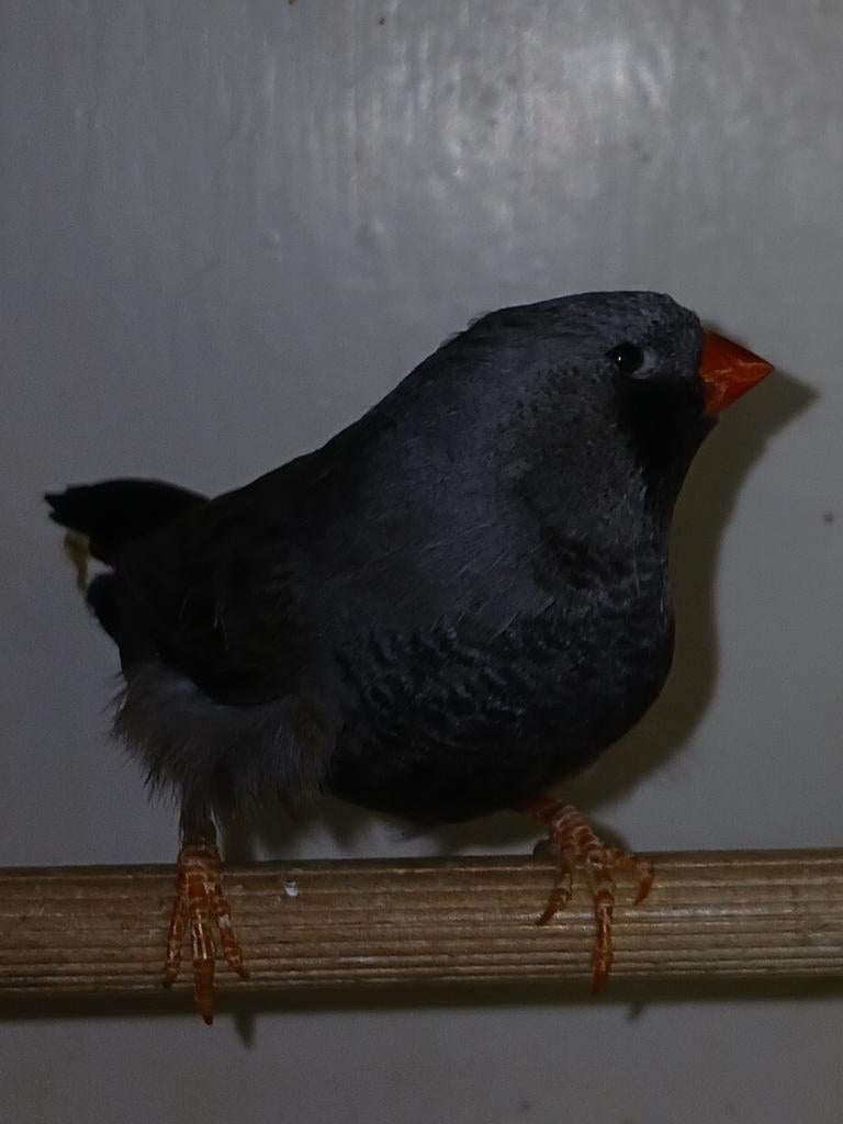 Charcoal Zebravink