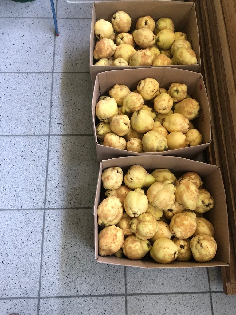 kweeperen, Ophalen