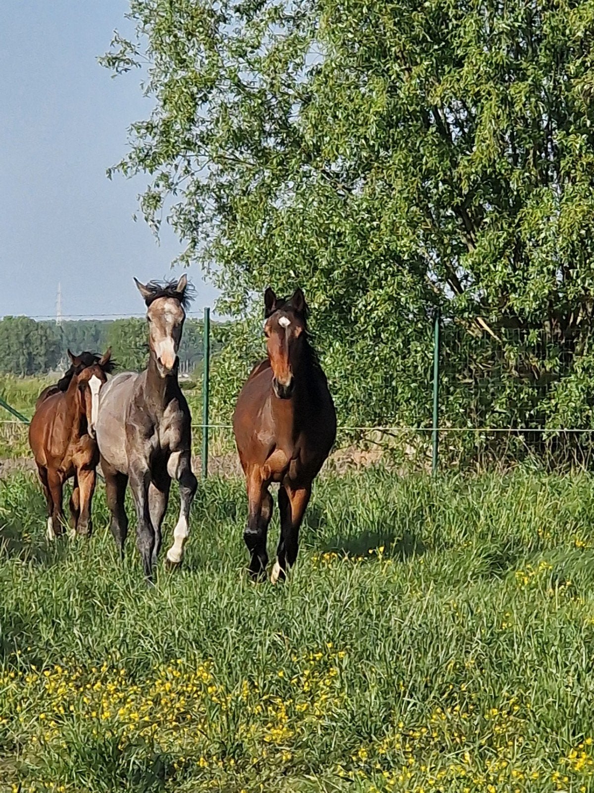 opfok, pensionstal, fokkerij