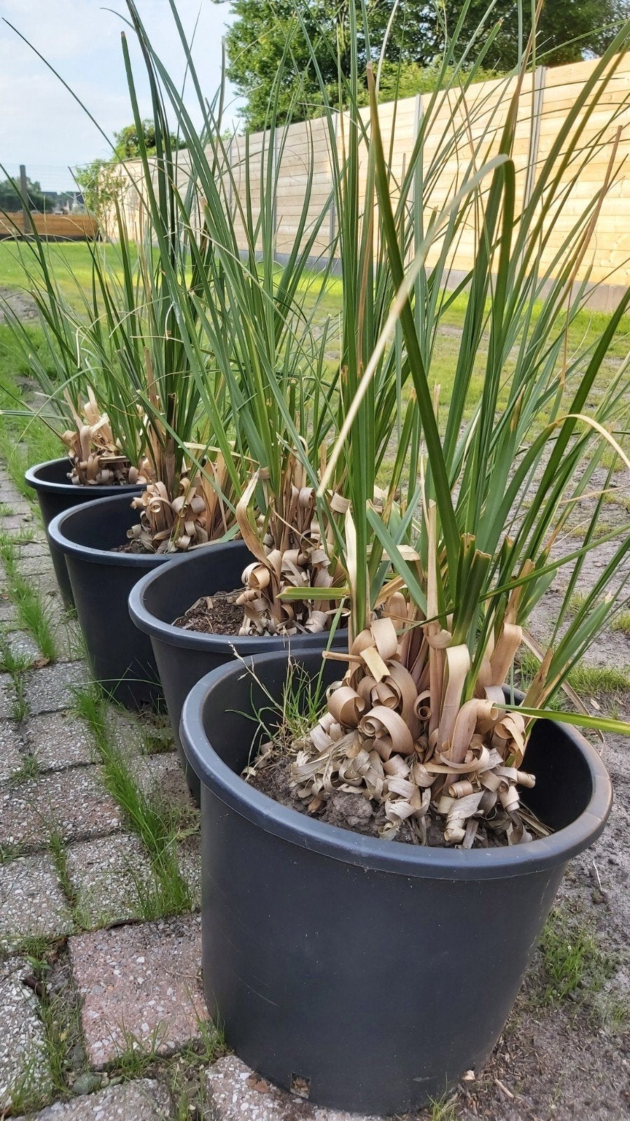 Pampasgras 4 stuks, Ophalen