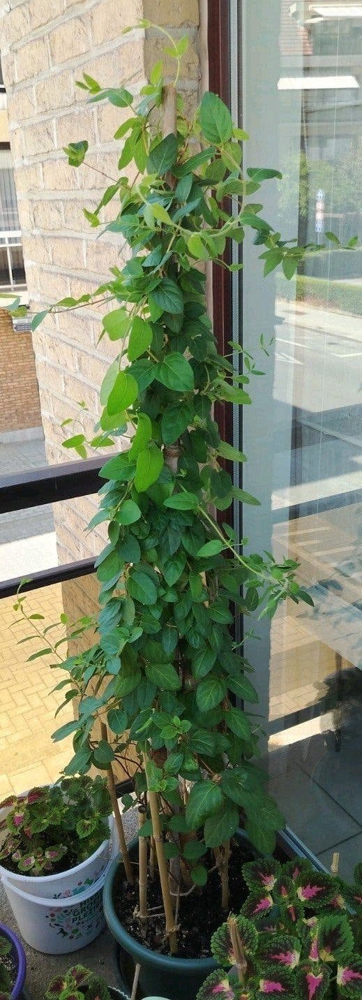 Buitenplant - Jasmijn uit Iran - met pot +., Tuin en Terras, Overige soorten, 100 tot 250 cm, Zomer, Ophalen