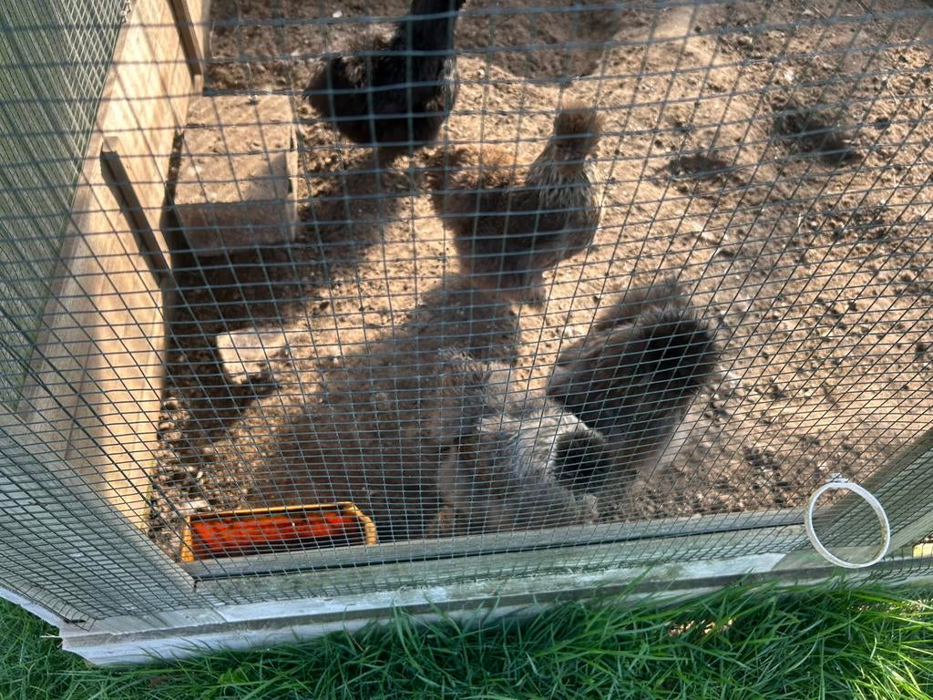Gratis Zijdehoen haan, Dieren en Toebehoren, Mannelijk, Kip