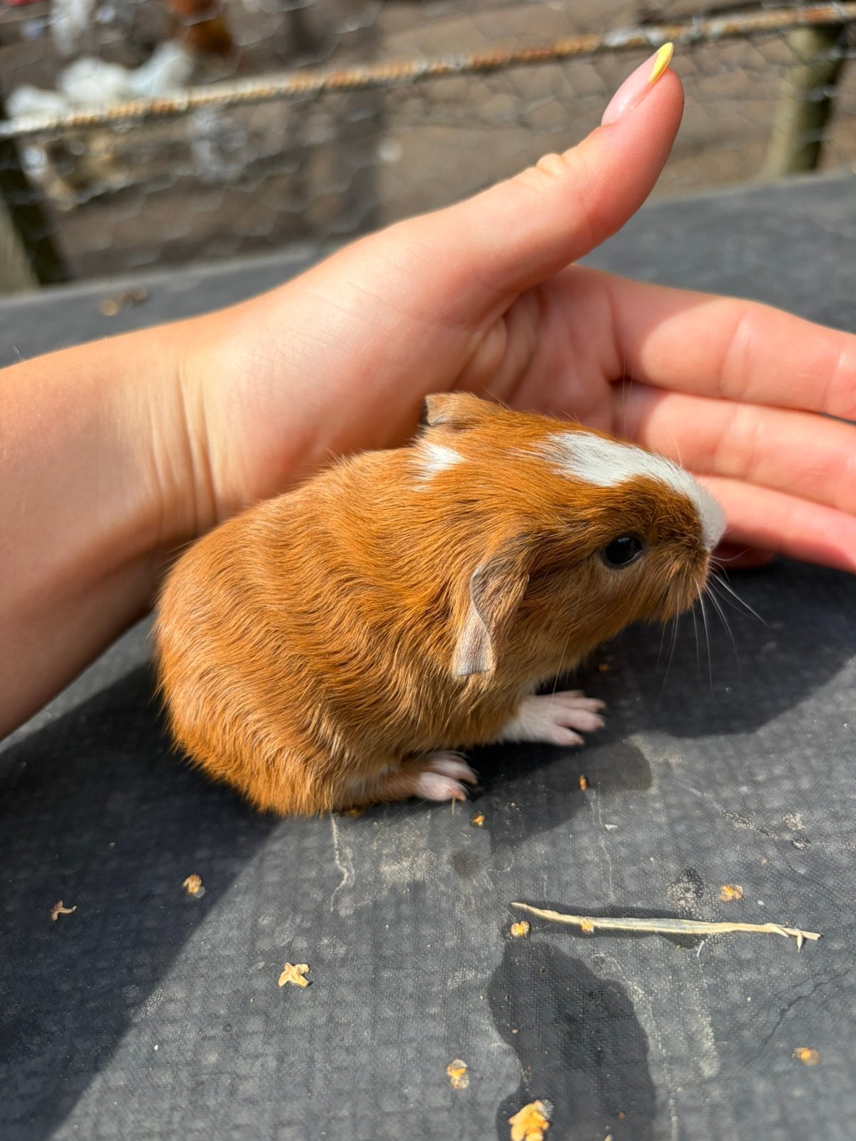 Zeugjes, Dieren en Toebehoren, Augustus, Vrouwelijk, Cavia