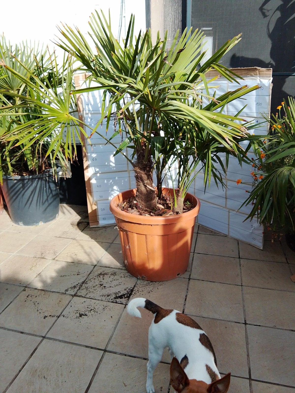 Palmboom winterhard, Ophalen