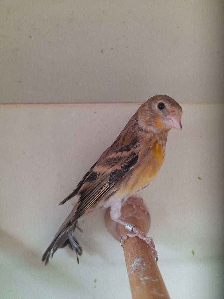 Kruisingen, Mannelijk, Wildzangvogel, Geringd