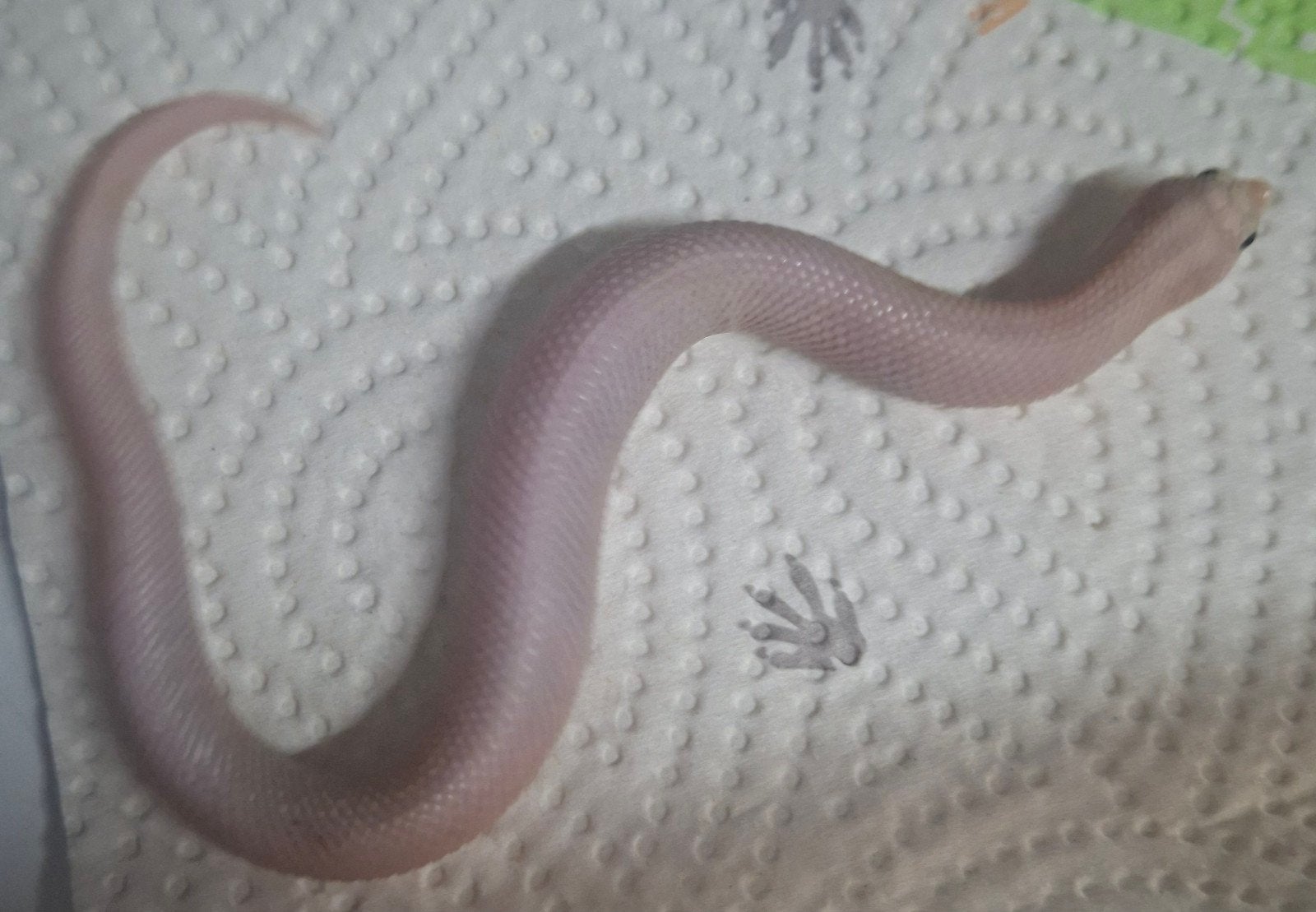 hognose lucy 1.0