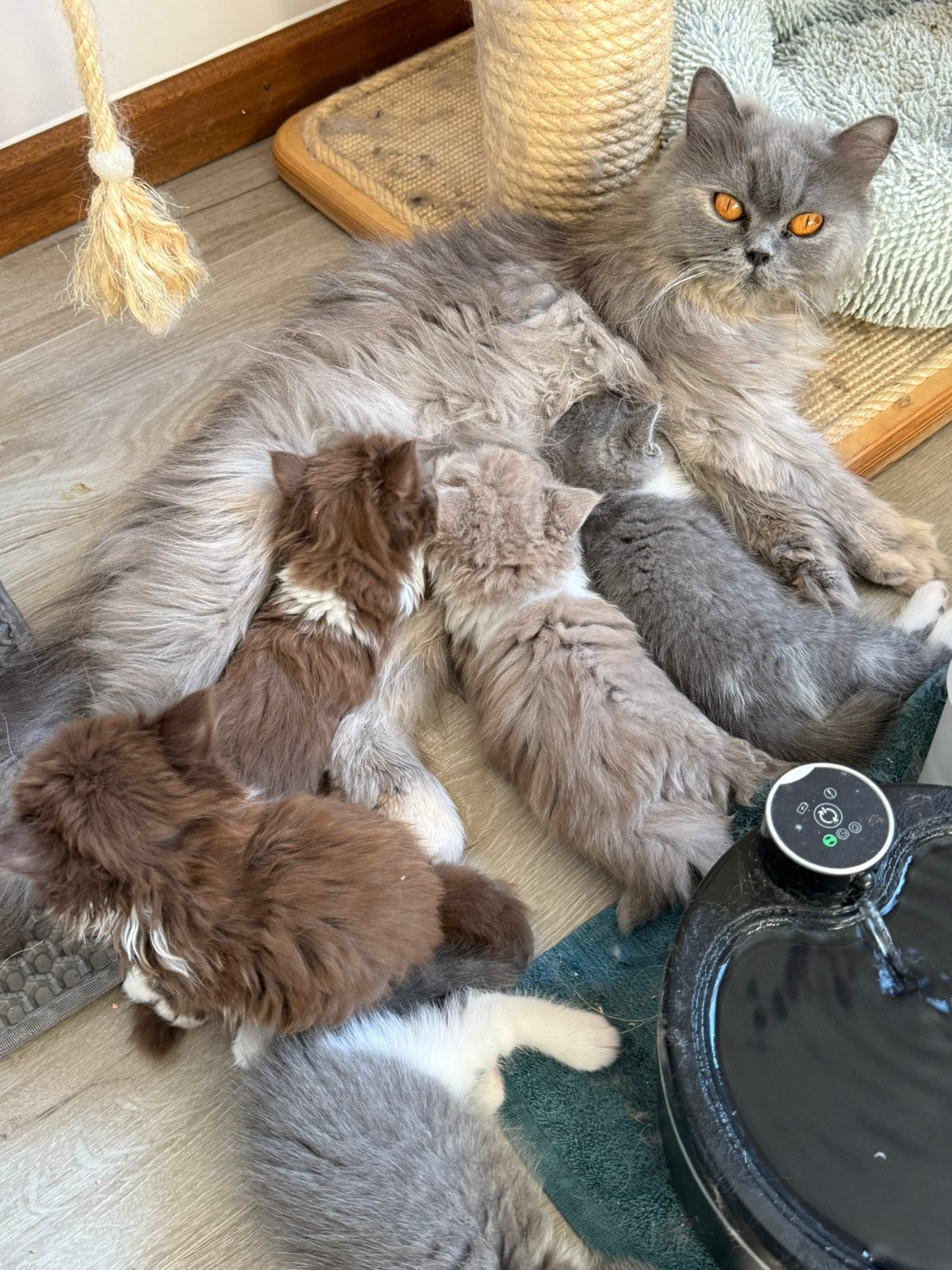 Brits Kort/Langhaar kittens HK aanwezig, Plusieurs animaux, À poils courts, 0 à 2 ans