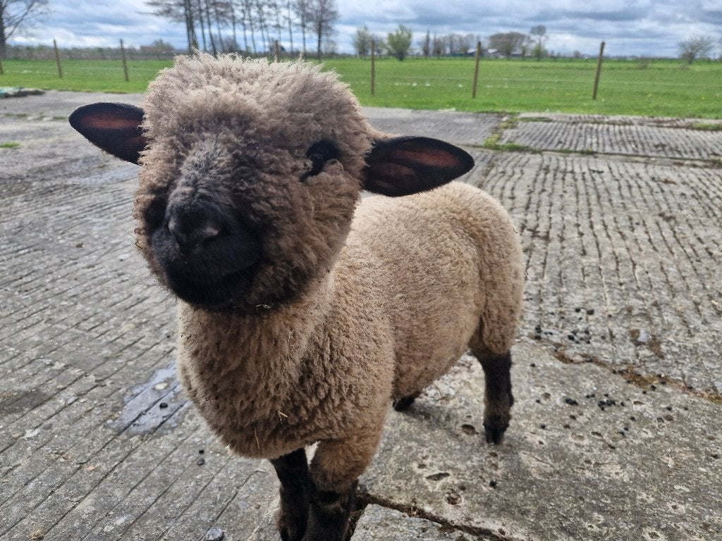 Hampshire schapen, Dieren en Toebehoren, Meerdere dieren, Schaap
