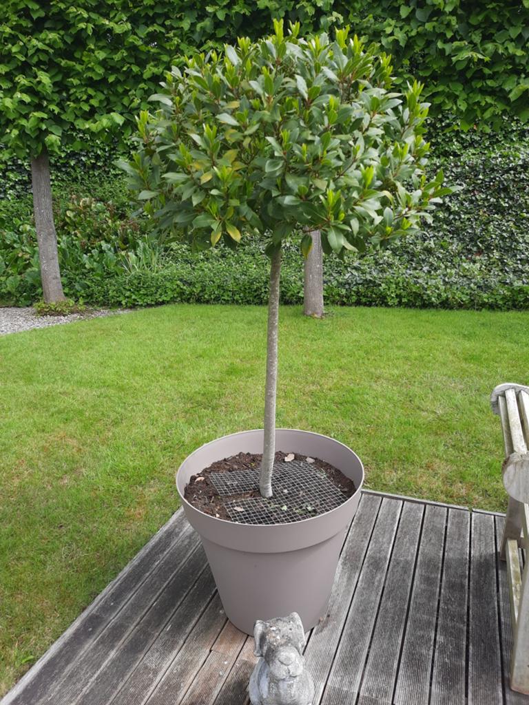 Laurus nobilis, Tuin en Terras, Ophalen