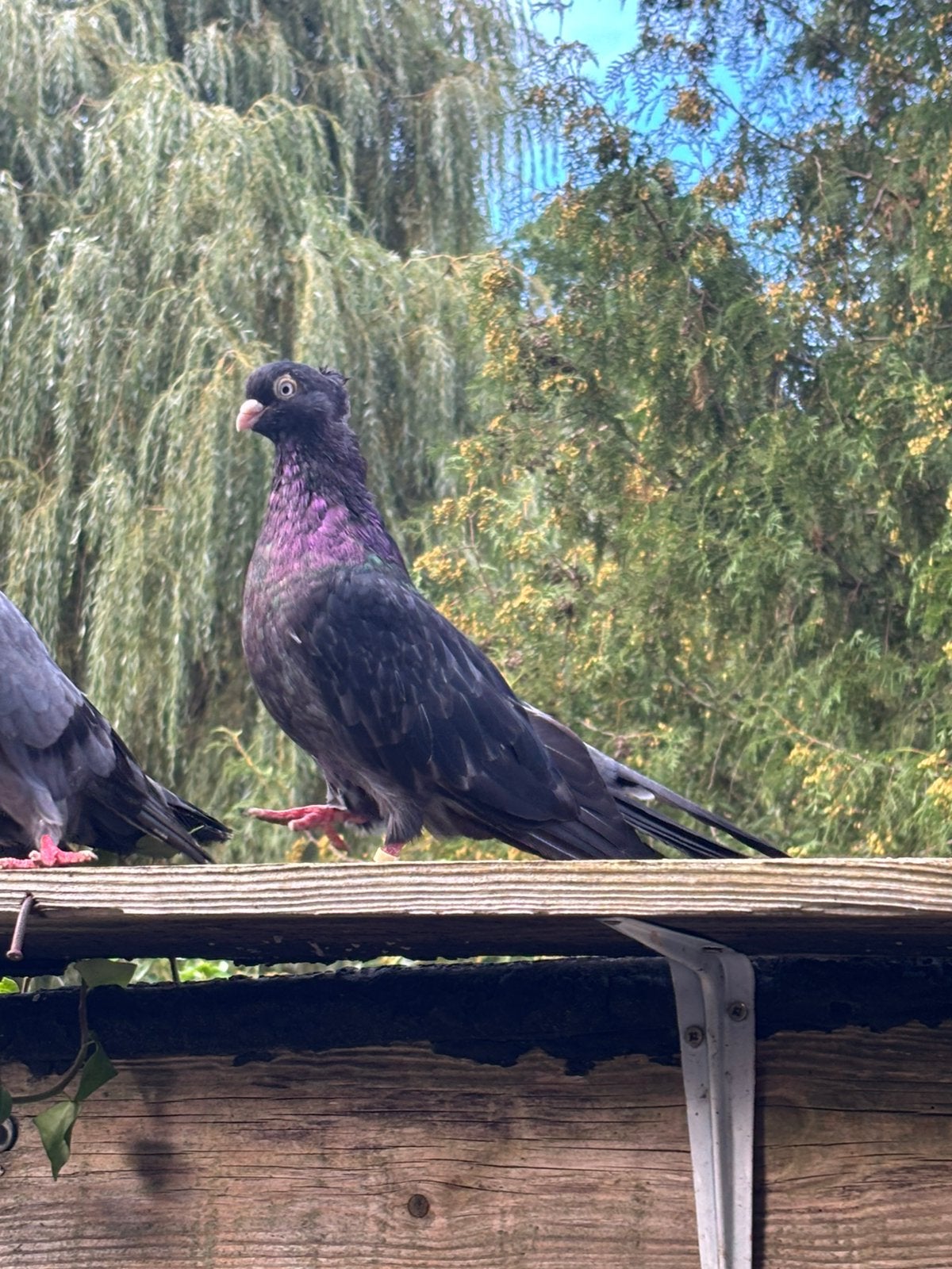 Pigeon NiSKI ( Shpiqat)