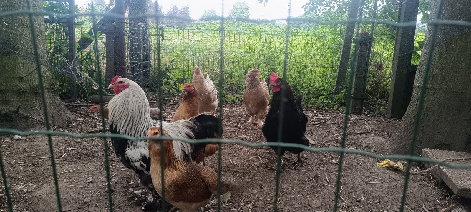 Brahma haan en maran hen, Dieren en Toebehoren, Pluimvee, Meerdere dieren, Kip