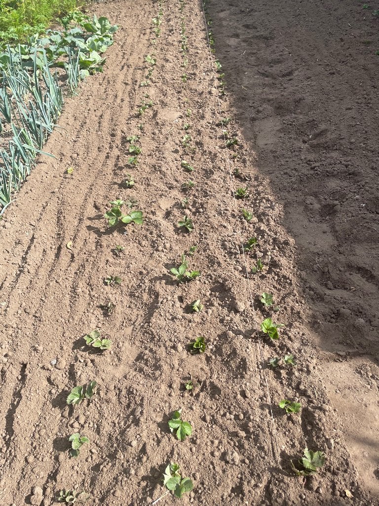 Plants de fraisiers, Jardin & Terrasse, Enlèvement