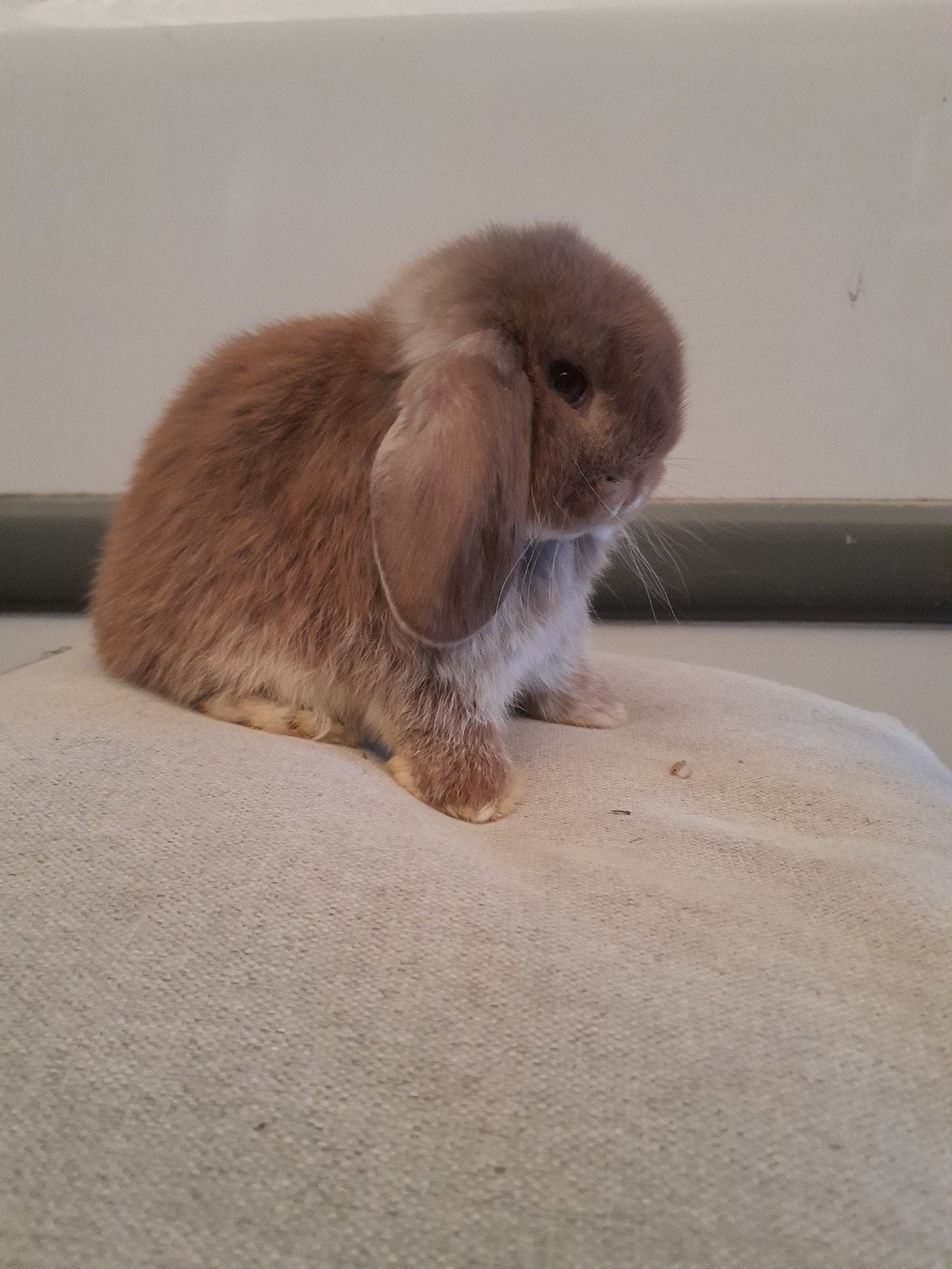 schitterend minilop rammetje, Dieren en Toebehoren, Mannelijk, Dwerg, Hangoor, 0 tot 2 jaar